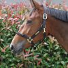 Kentucky Horsewear Halfter Control – Bild 4