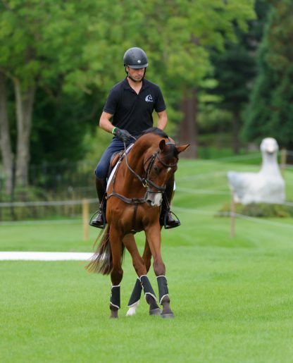 Kentucky Horsewear Trainingsgamasche Solimbra – Bild 5