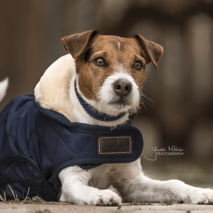 Kentucky Dogwear Hundemantel