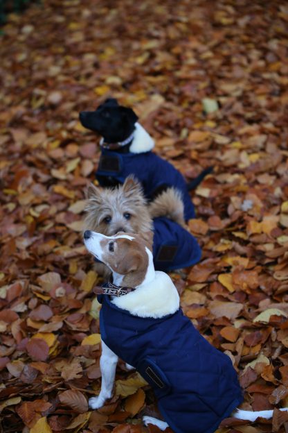 Kentucky Dogwear Hundemantel – Bild 4