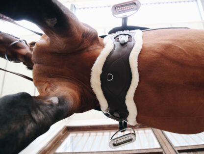 Kentucky Horsewear anatomischer Kurzgurt mit Fell – Bild 3