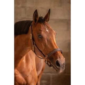 Lederhalfter braun mit 3 Karabinern – PADDOCK